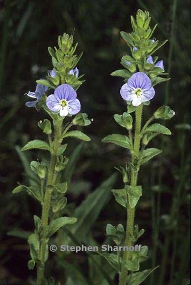 veronica serpylifolia ssp humifusa 3 graphic